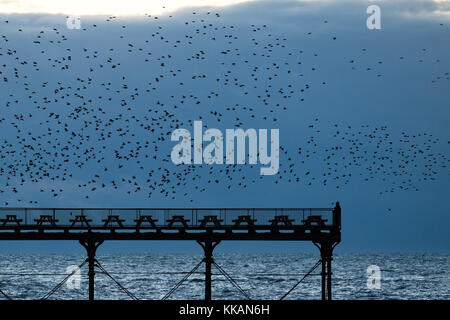 Aberystwyth Wales UK, giovedì 30 novembre 2017 uk meteo: su un terribilmente freddo novembre serata in aberystwyth migliaia di storni in picchiata in fantastiche 'murmurations' nel cielo sopra la città, prima di scendere a stabilirsi in masse chattering sulle gambe di della città in epoca vittoriana il molo sul mare. Gli uccelli poi huddle insieme per il calore e la sicurezza sulle travi e travi sotto i pavimenti del molo. Credito: keith morris/alamy live news Foto Stock