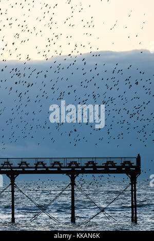 Aberystwyth Galles Regno Unito, giovedì 30 novembre 2017 Regno Unito Meteo: In una fredda serata di novembre ad Aberystwyth migliaia di stellati si tuffano in fantastici "murmuramenti" nel cielo sopra la città, prima di scendere per stabilirsi in masse chiacchierate sulle gambe del molo sul mare di epoca vittoriana della città. Gli uccelli poi si accoccolano insieme per riscaldarsi e sicurezza sulle travi e sulle travi sotto i pavimenti del molo. Crediti: keith morris/Alamy Live News Foto Stock