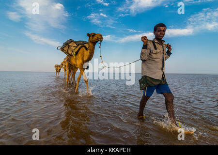 Cammelli caricati con pan di sale a piedi attraverso un salt lake, danakil depressione, Etiopia, Africa Foto Stock