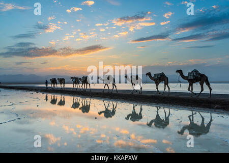 Cammelli caricati con pan di sale a piedi attraverso un lago salato al tramonto, danakil depressione, Etiopia, Africa Foto Stock