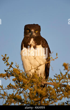 Aquila di serpente dal petto nero (aquila di serpente dal petto nero) (Circaetus pectoralis), Parco Nazionale del Serengeti, Tanzania, Africa orientale, Africa Foto Stock