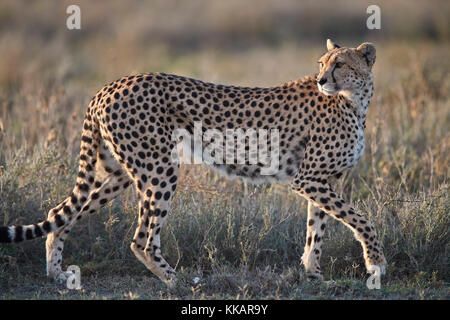 Ghepardo (Acinonyx jubatus), Ngorongoro Conservation Area, Tanzania, Africa orientale, Africa Foto Stock