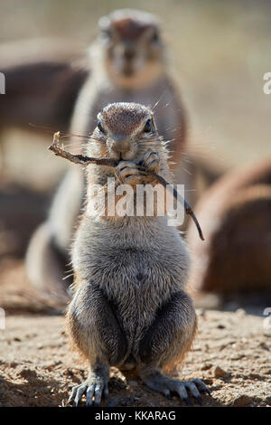 Massa del capo scoiattolo (xerus inauris) mangiare, kgalagadi parco transfrontaliero, Sud Africa e Africa Foto Stock