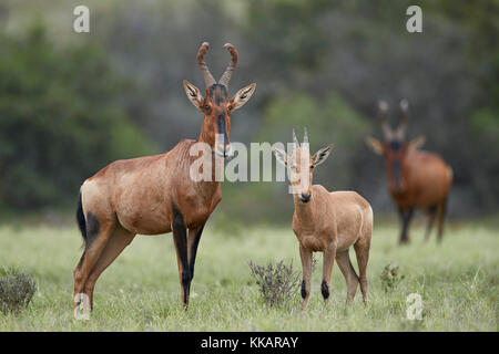 Red hartebeest (alcelaphus buselaphus) latte di mucca e di vitello, Addo Elephant national park, Sud Africa e Africa Foto Stock