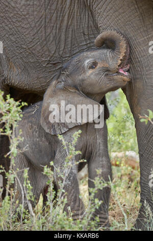 Giorni-vecchio elefante africano (Loxodonta africana) di vitello, Kruger National Park, Sud Africa e Africa Foto Stock