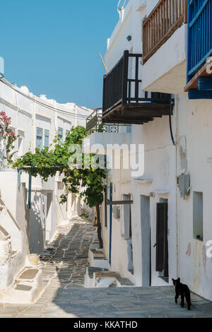 Gatto nero vagabondaggio giù un vialetto attraverso tradizionali bianche case greche, Kastro Village, SIFNOS, CICLADI, isole greche, Grecia, Europa Foto Stock