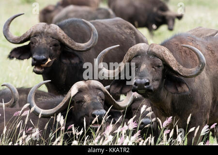 Bufali africani (Syncerus caffer), guardando la telecamera, Tsavo, Kenya, Africa orientale, Africa Foto Stock