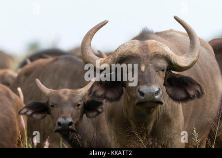 Bufali africani (Syncerus caffer), Tsavo, Kenya, Africa orientale, Africa Foto Stock