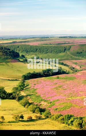 A sud di heather foro coperto di horcum terreni agricoli in North York Moors National Park, Inghilterra. caldo d'estate. La luce del mattino Foto Stock