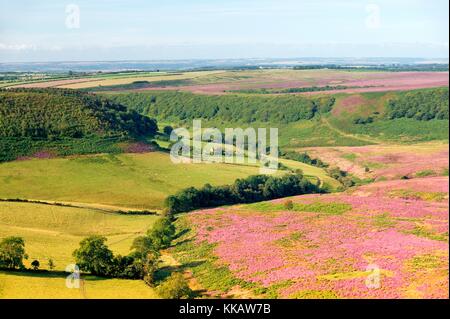 A sud di heather foro coperto di horcum terreni agricoli in North York Moors National Park, Inghilterra. caldo d'estate. La luce del mattino Foto Stock