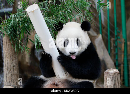 Nuan nuan (significa calore), il primo malaysian-nato panda cub è seduta sul banco di legno presso la panda Conservation Centre di Kuala Lumpur in Malesia Foto Stock