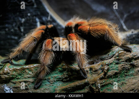 Antille rosa-toed tarantola, avicularia versicolor, caribena versicolor, il Dallas World Aquarium, Martinica pinktoe, Martinica red tree spider Foto Stock