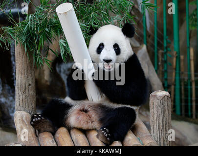 Nuan nuan (significa calore), il primo malaysian-nato panda cub è seduta sul banco di legno presso la panda Conservation Centre di Kuala Lumpur in Malesia Foto Stock