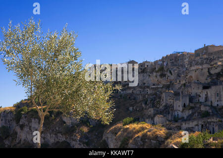 Un olivo solco con il Sasso Caveoso oltre, da Rione Casalnuovo, Matera, Basilicata, Italia Foto Stock