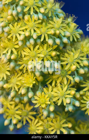 Aeonium arboreum, Australia, eden, irish rose, NSW, Nuovo Galles del Sud, atropurpureum, fiori, succulenti, albero aeonium, albero semprevivo, giallo Foto Stock