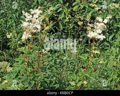 Wild fioritura pianta perenne Filipendula ulmaria noto come olmaria o mead wort cresce sui prati di dump close up Foto Stock