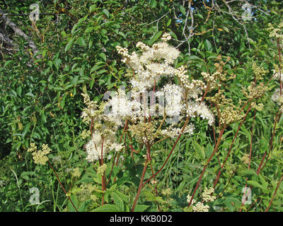 Wild fioritura pianta perenne Filipendula ulmaria noto come olmaria o mead wort cresce sui prati di dump close up Foto Stock