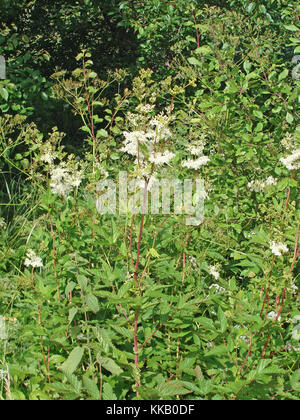 Wild fioritura pianta perenne Filipendula ulmaria noto come olmaria o mead wort cresce sui prati di dump close up Foto Stock