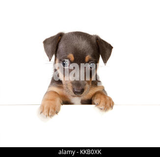 Isolato 6 settimane vecchio Jack Russel cucciolo di cane Foto Stock