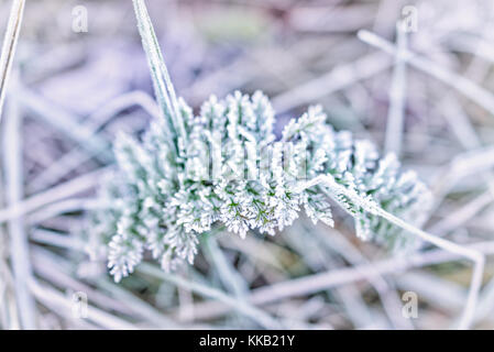 Macro closeup di brina dei cristalli di ghiaccio sul ramo sempreverde foglie aghi di conifere impianto in mattinata la neve Foto Stock