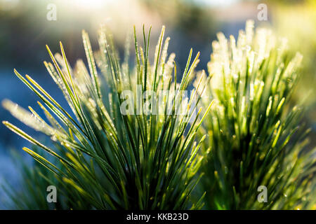 Macro closeup di brina dei cristalli di ghiaccio sul ramo sempreverde foglie aghi di conifere abete pianta in mattinata la neve Foto Stock