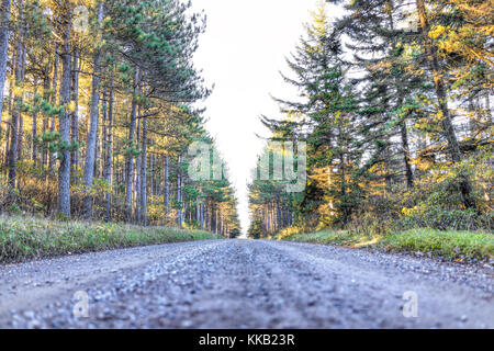 La sporcizia lastricata strada rocciosa attraverso la foresta di pini in Dolly zolle, West Virginia durante l'autunno golden sunrise Foto Stock