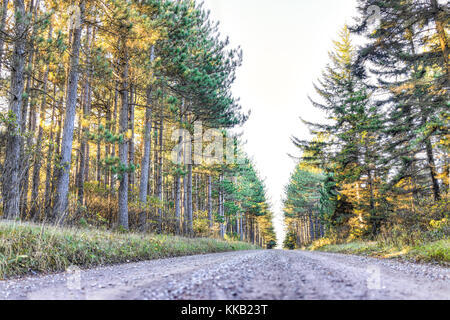 La sporcizia lastricata strada rocciosa attraverso la foresta di pini in Dolly zolle, West Virginia durante l'autunno golden sunrise Foto Stock