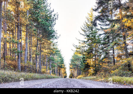 La sporcizia lastricata strada rocciosa attraverso la foresta di pini in Dolly zolle, West Virginia durante l'autunno golden sunrise Foto Stock