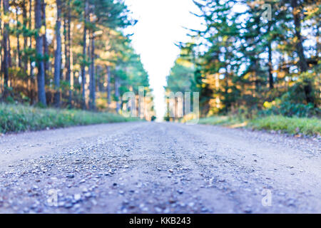 La sporcizia lastricata strada rocciosa attraverso la foresta di pini in Dolly zolle, West Virginia durante l'autunno golden sunrise Foto Stock