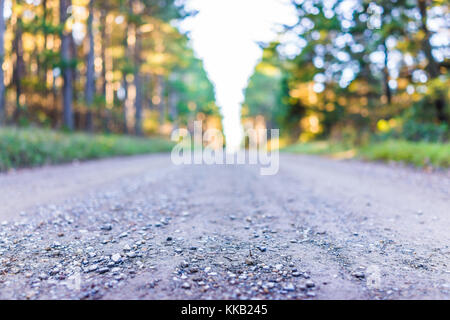 La sporcizia lastricata strada rocciosa attraverso la foresta di pini in Dolly zolle, West Virginia durante l'autunno golden sunrise Foto Stock