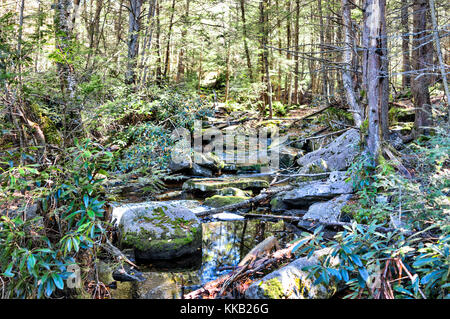 Piccolo ruscello creek a Blackwater Falls stato parco foresta in West Virginia durante la stagione autunnale con verdi rocce di muschio in ombra scura Foto Stock