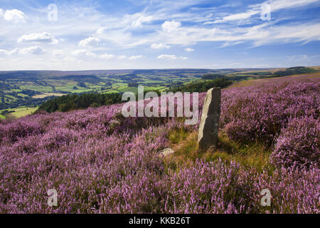 In piedi sulla pietra Hartoft Moor sopra Rosedale North York Moors National Park North Yorkshire Foto Stock