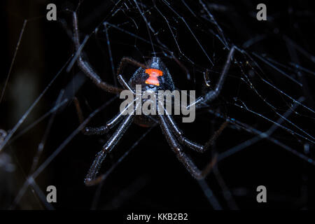 Una femmina di black widow spider poggia nella sua web. Foto Stock