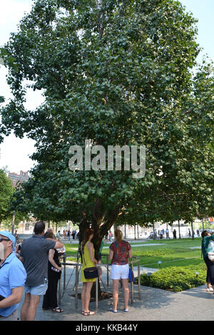 New York City - agosto 07 il singolo albero che sono sopravvissuti dopo il 11 settembre 2001 gli attacchi contro le torri gemelle a New York il 07 agosto 2013 Foto Stock