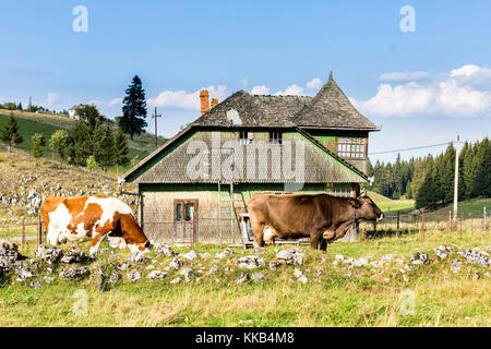 Le mucche al pascolo e vecchie case di legno in rumeno di montagne Foto Stock