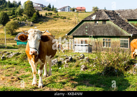 Mucca guardando camara e vecchie case di legno in rumeno di montagne Foto Stock