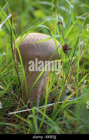 Lycoperdon excipuliforme, a stelo lungo, puffball in erba. Foto Stock