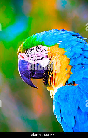 Blu e Oro macaw - ara ararauna captive campione. Foto Stock