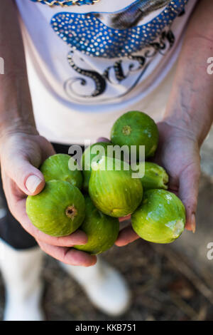 Donna che tiene un mazzo di fichi appena raccolti. Foto Stock