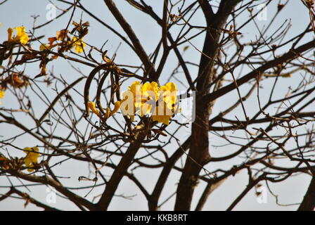 Tabebuia aurea Foto Stock