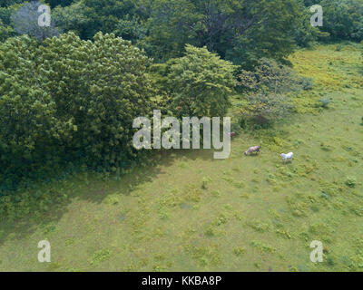 Gruppo di mucche al pascolo verde sulla antenna del campo di vista di cui sopra Foto Stock