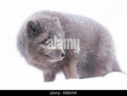 Blue morph Arctic Fox in piedi la caduta di neve' inverno in Islanda. Foto Stock