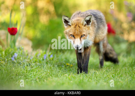 Close up Red Fox in piedi sull'erba nel giardino con fiori di primavera, UK. Foto Stock