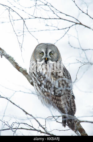 Grande Gufo grigio in inverno Foto Stock