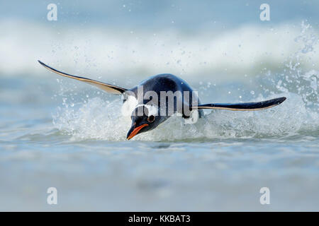 Pinguino gentoo immersioni sulle coste delle Isole Falkland nell'oceano atlantico Foto Stock