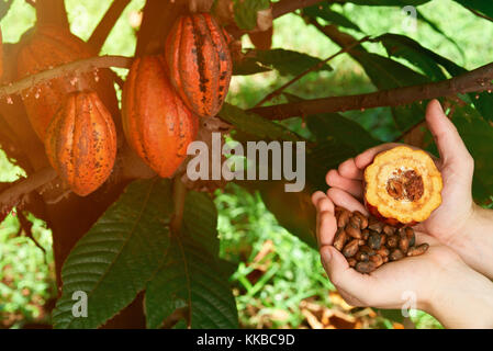 Aprire il cacao pod in agricoltore mano accanto alla luminosa pianta di cacao Foto Stock