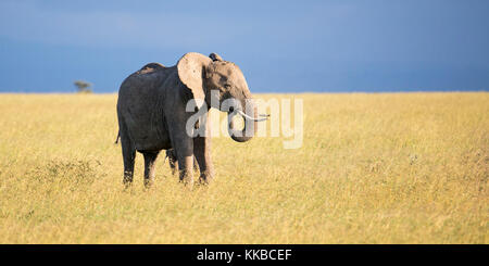 Maschio singolo elefante nella prateria aperta, formato wide, Laikipia Kenya Africa Foto Stock