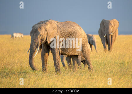 Famiglia di elefanti passeggiate attraverso prati aperti, formato wide, Laikipia Kenya Africa Foto Stock