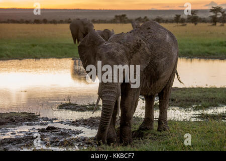 Asingle giovane maschio elephant giocando in un poco profondo waterhole al crepuscolo, iso1600, Laikipia Kenya Africa Foto Stock
