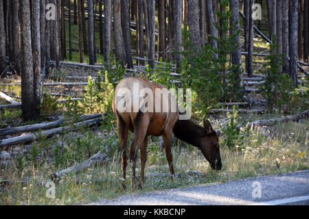 Elk mucca nel parco nazionale di Yellowstone Foto Stock